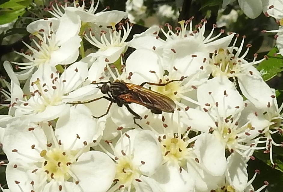 Empididae - táncoslegyek