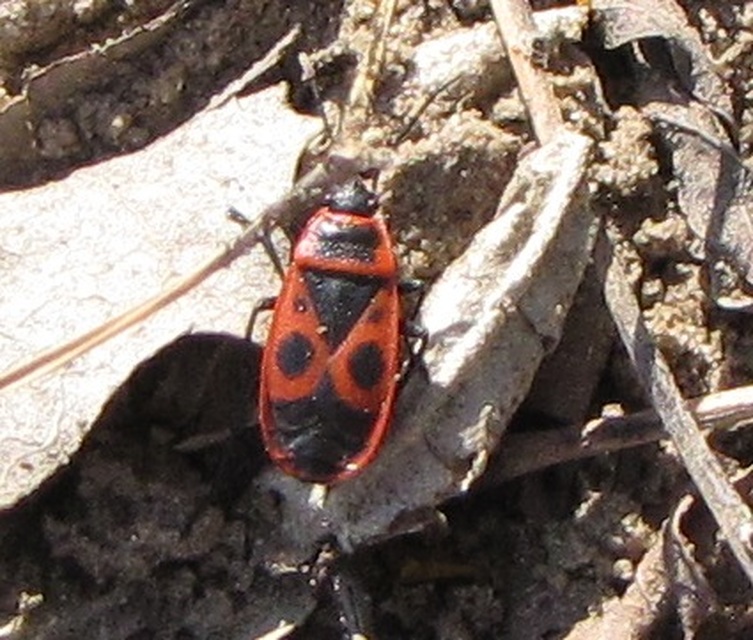 Pyrrhocoris apterus - verőköltő poloska