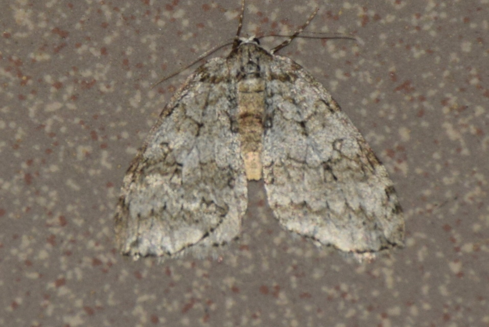 Epirrita