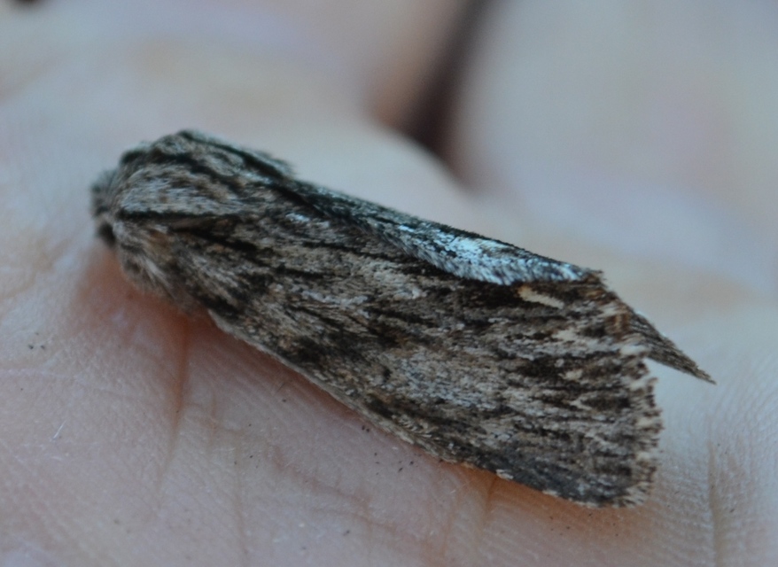Asteroscopus sphinx - csillagnéző bundásbagoly