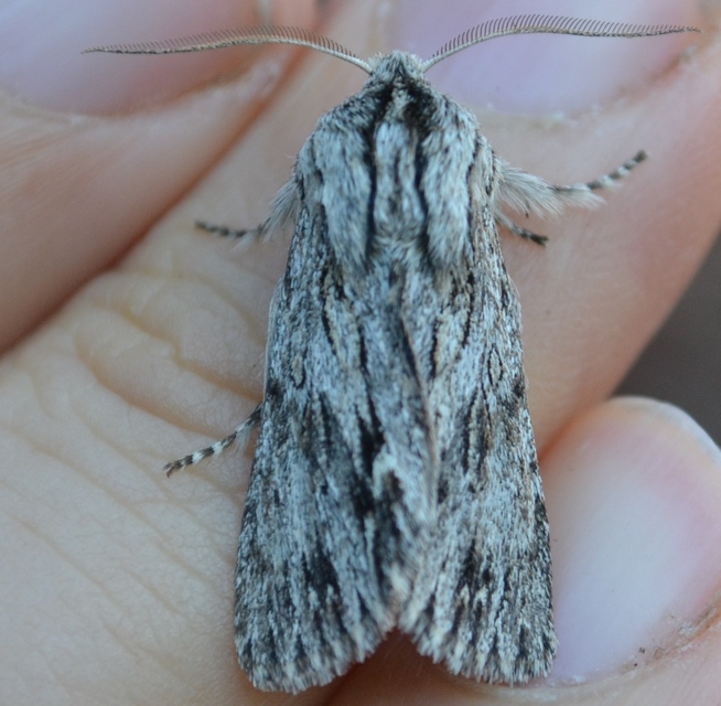 Asteroscopus sphinx - csillagnéző bundásbagoly