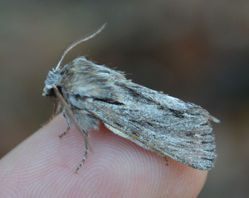 Asteroscopus sphinx - csillagnéző bundásbagoly