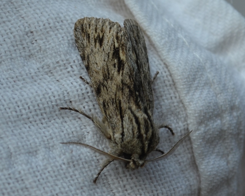 Asteroscopus sphinx - csillagnéző bundásbagoly
