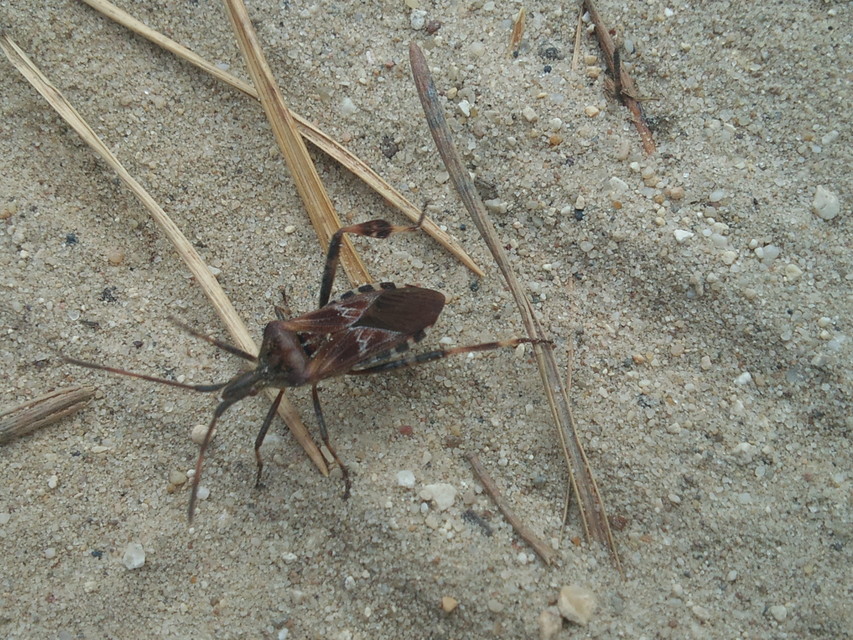 Leptoglossus occidentalis - nyugati levéllábú poloska Leptoglossus occidentalis - nyugati levéllábú poloska
