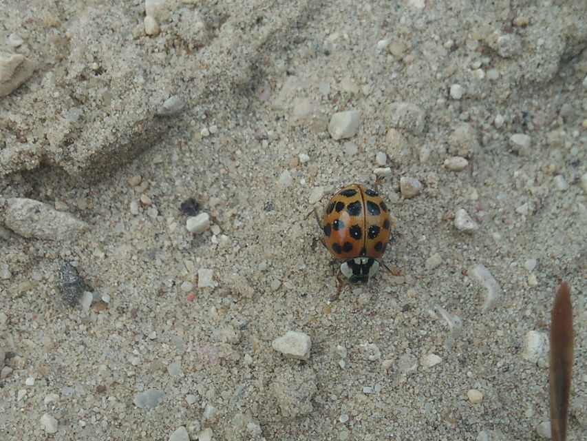 Harmonia axyridis - harlekinkatica