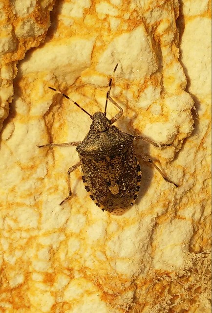 Rhaphigaster nebulosa - bencepoloska