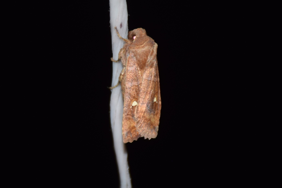 Eupsilia transversa - holdacskás télibagoly