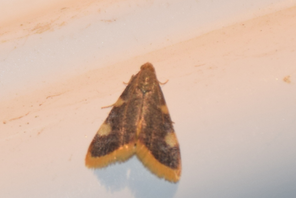 Hypsopygia costalis - szénailonca