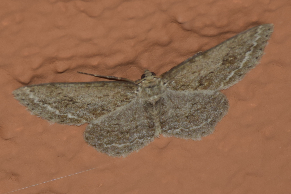 Ectropis crepuscularia - avararaszoló
