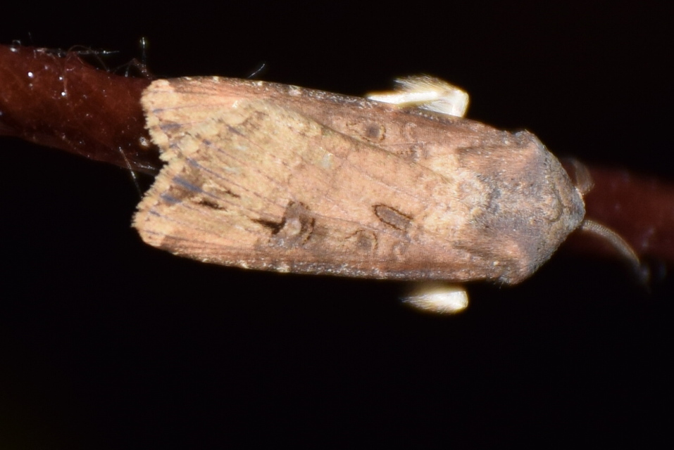 Agrotis ipsilon - nagy földibagoly