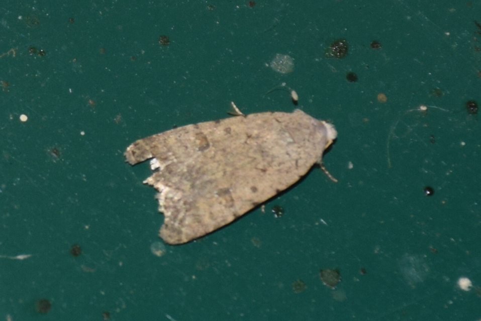 Paradrina clavipalpis - közönséges selymesbagoly