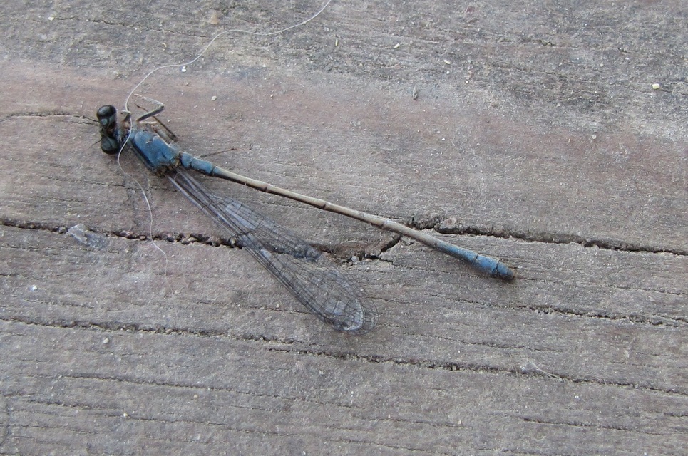 Ischnura elegans pontica - kéköves légivadász