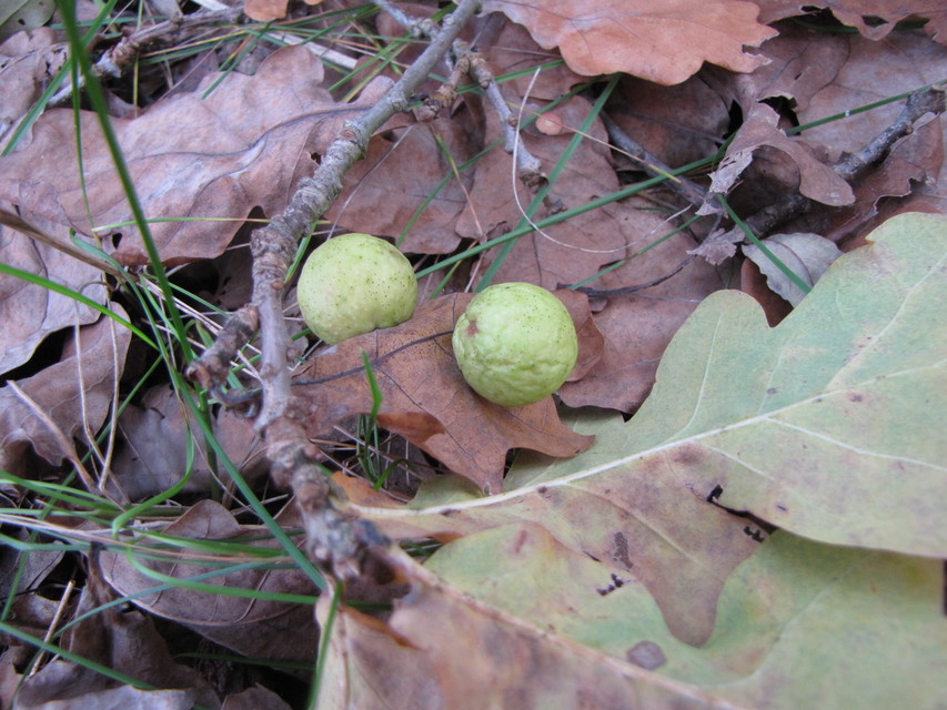 Cynips quercusfolii - golyógubacsdarázs