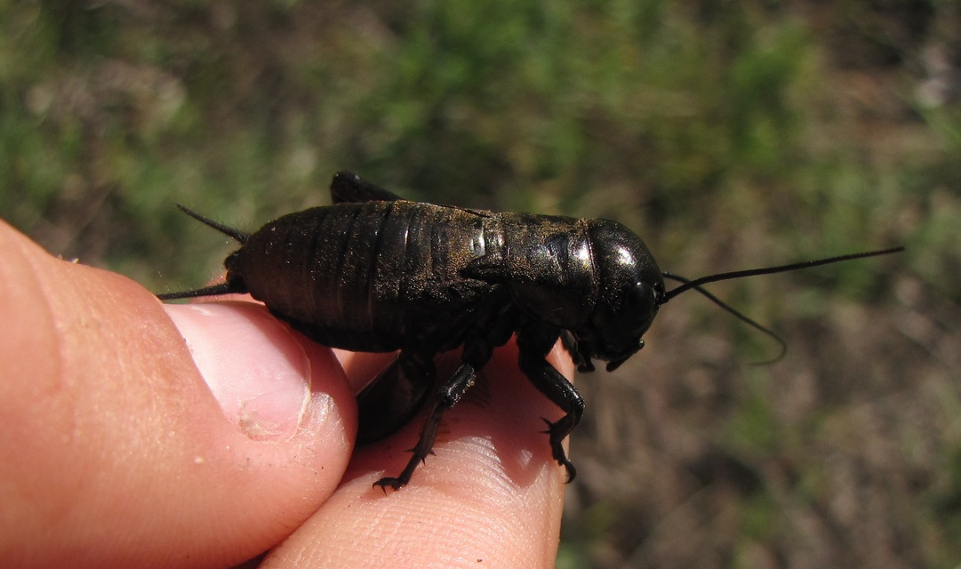 Gryllus campestris - mezei tücsök
