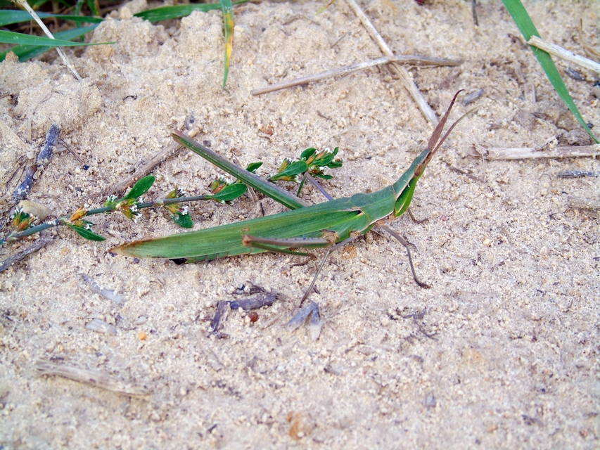 Acrida ungarica - sisakos sáska Acrida ungarica - sisakos sáska