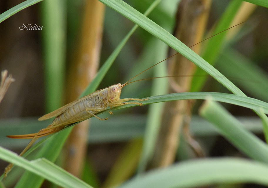 Conocephalus fuscus - kis kúpfejűszöcske