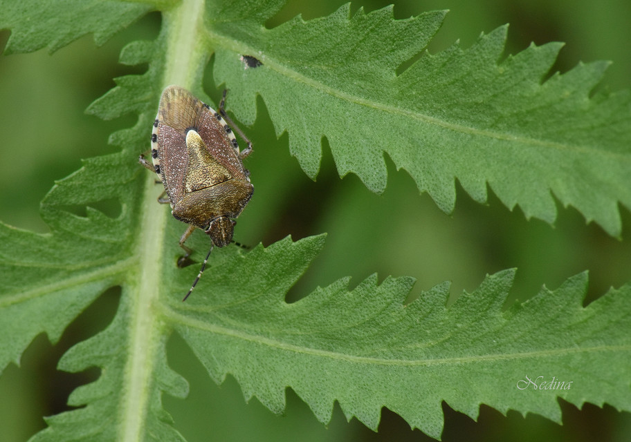 Dolycoris baccarum - közönséges bogyómászó-poloska Dolycoris baccarum - közönséges bogyómászó-poloska