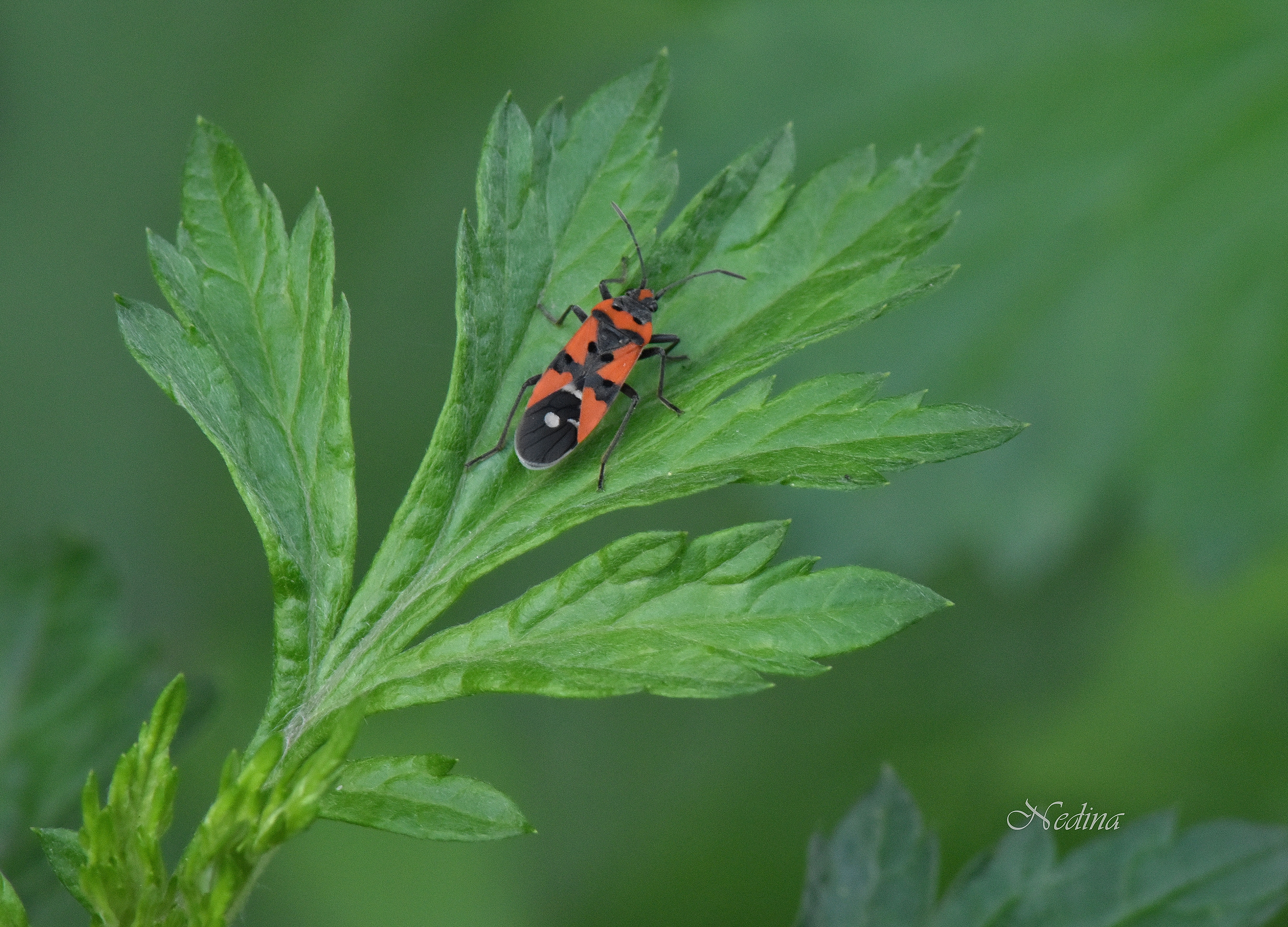 Lygaeus equestris/simulans