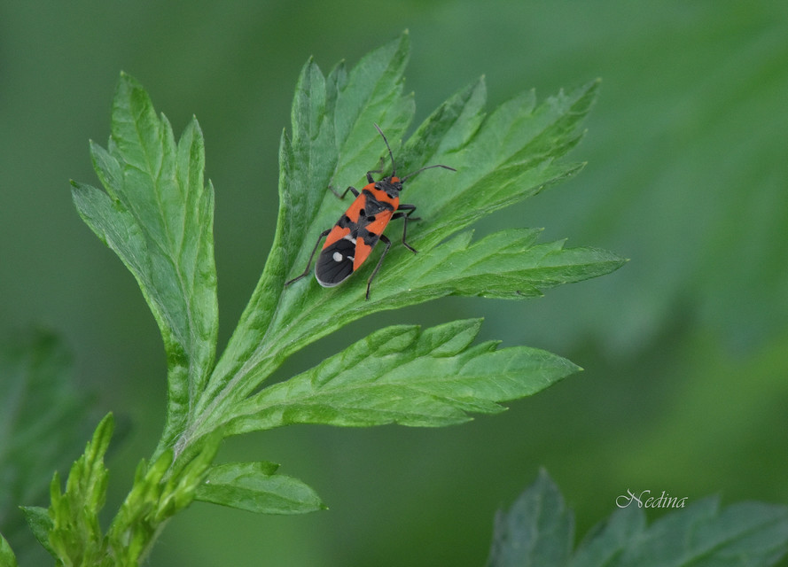 Lygaeus equestris/simulans