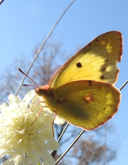 Colias erate - csángó-kéneslepke