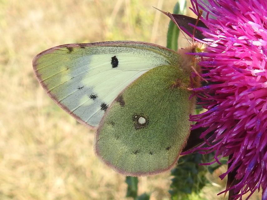 Colias hyale - kéneslepke