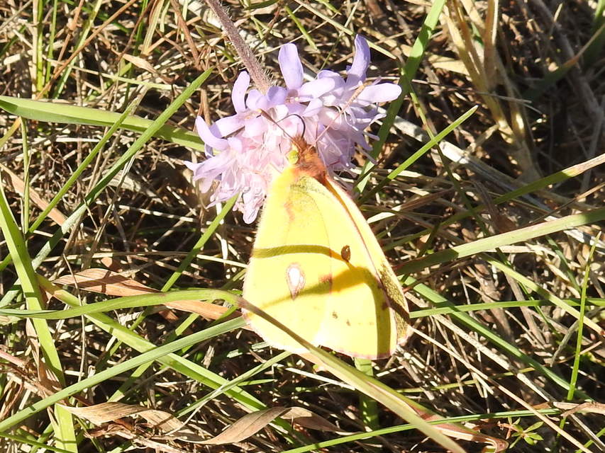 Colias croceus - sáfránylepke