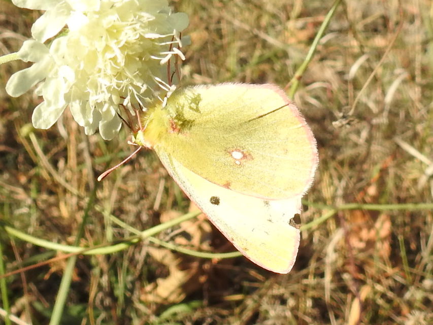Colias hyale - kéneslepke