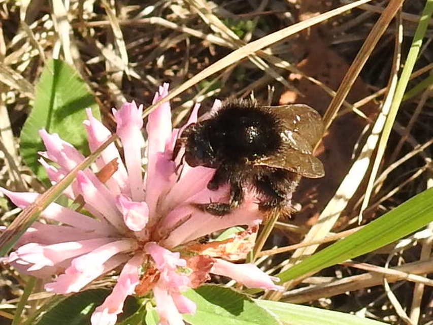 Bombus - poszméhek