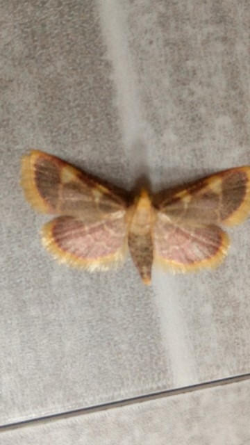 Hypsopygia costalis - szénailonca