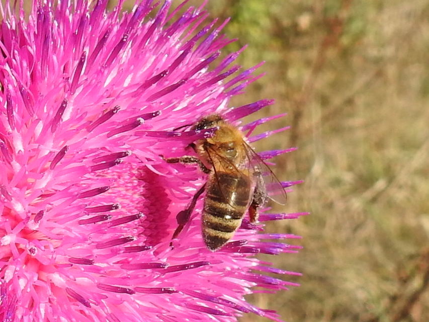 Apis mellifera - háziméh