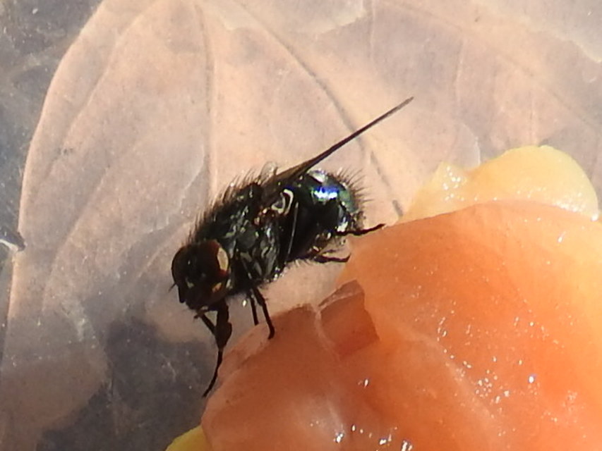 Calliphora
