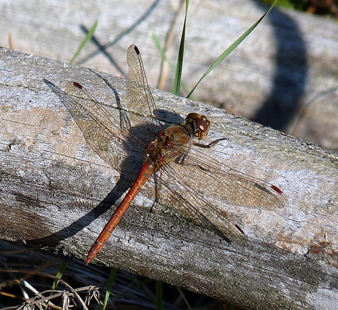 Sympetrum striolatum/vulgatum