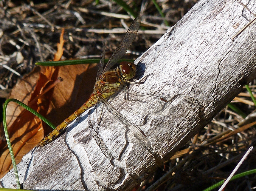 Sympetrum striolatum/vulgatum
