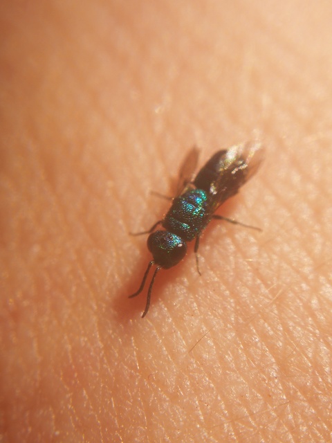 Chrysididae - fémdarazsak