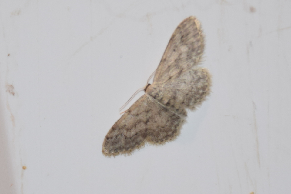 Idaea seriata - szürke apróaraszoló