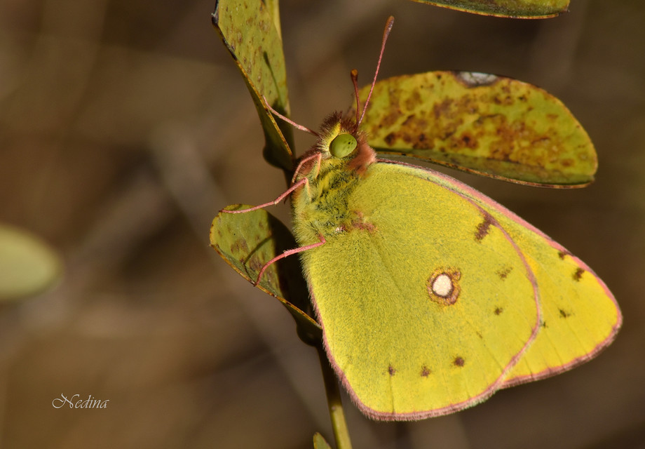 Colias croceus - sáfránylepke