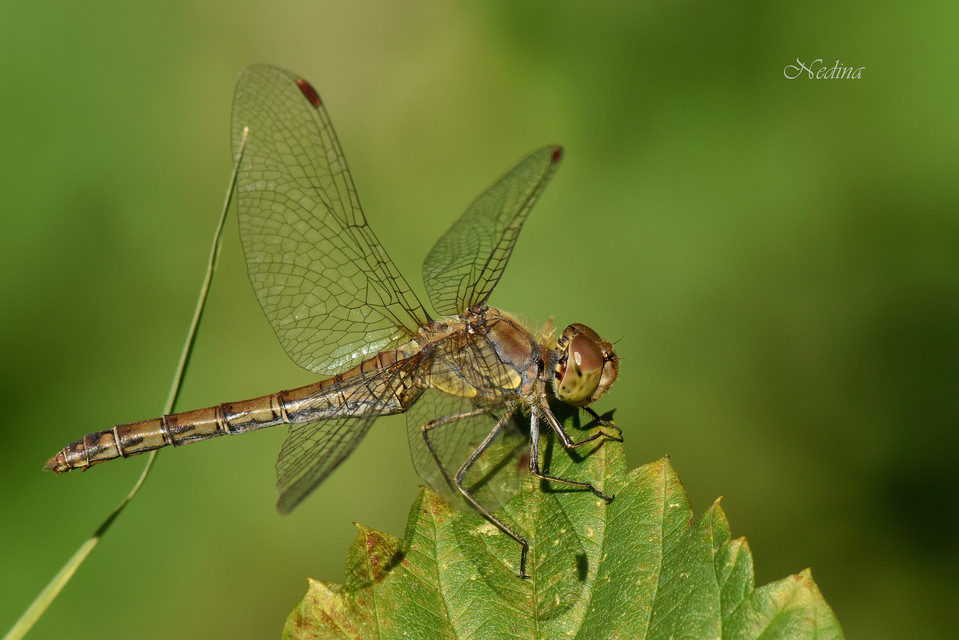 Sympetrum striolatum - harántsávos katona-szitakötő