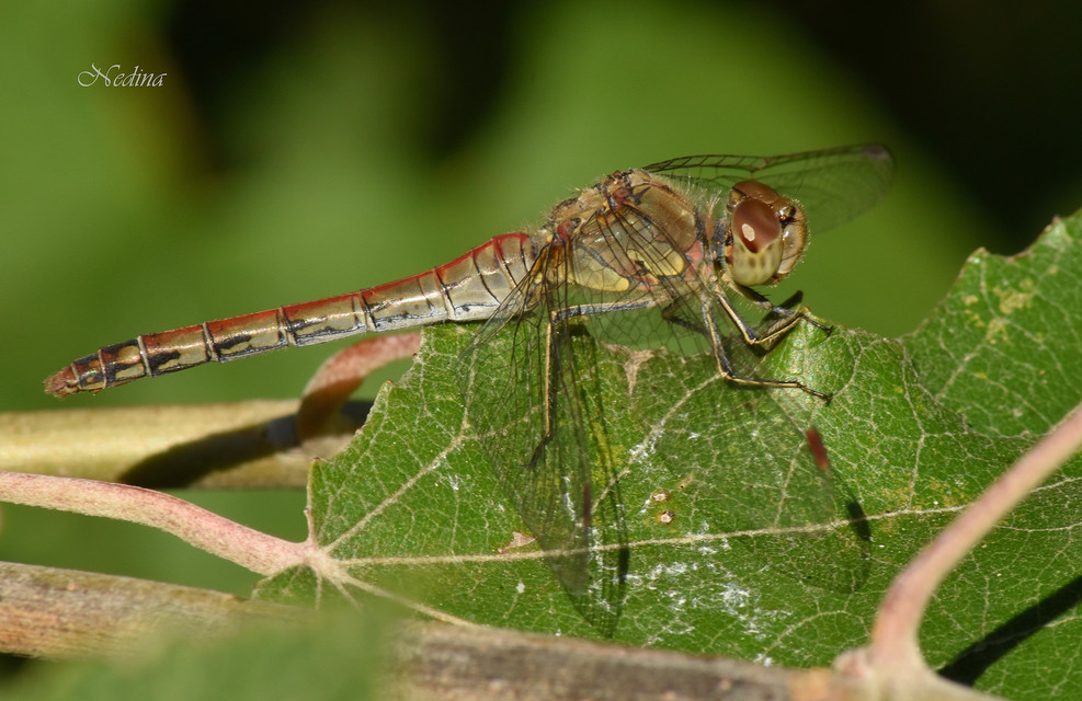 Sympetrum striolatum - harántsávos katona-szitakötő