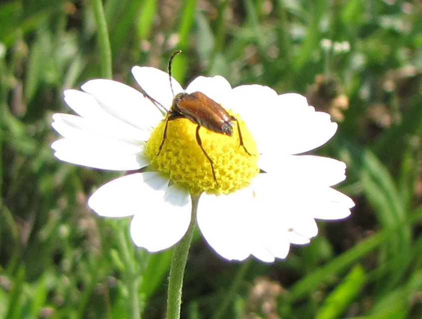 Pseudovadonia livida - barnás virágcincér