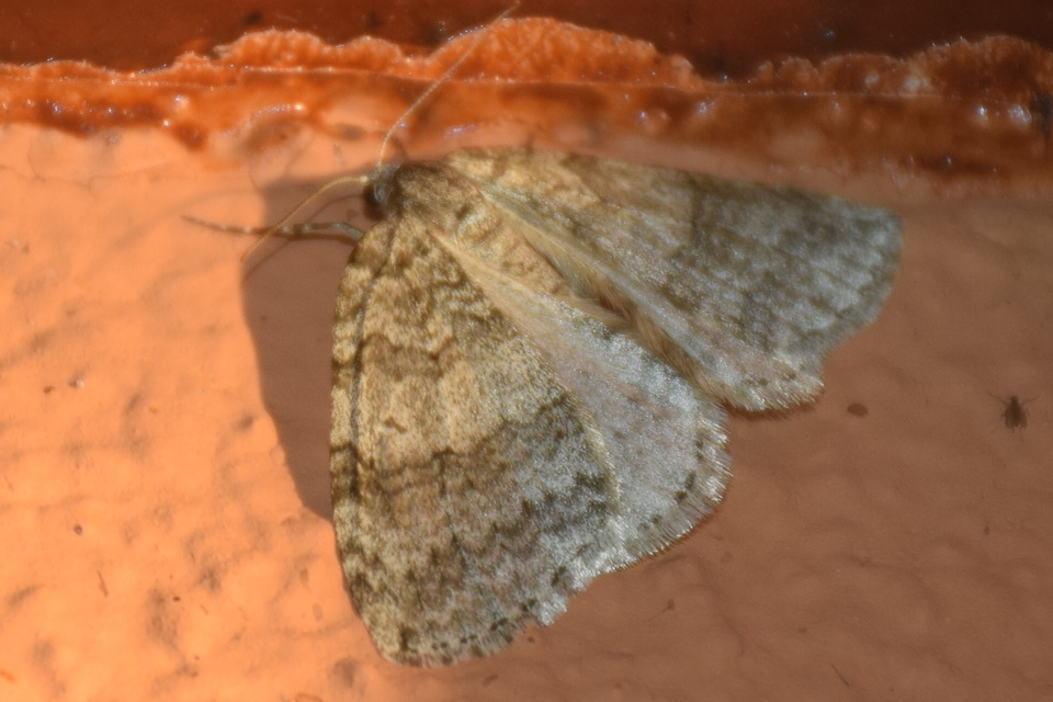 Epirrita