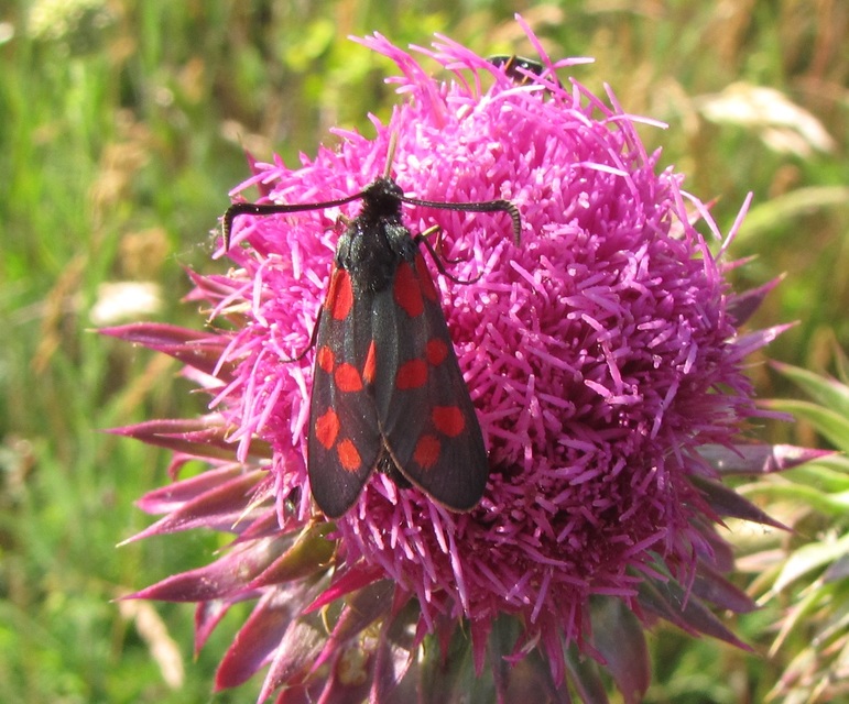 Zygaena filipendulae - acélszínű csüngőlepke