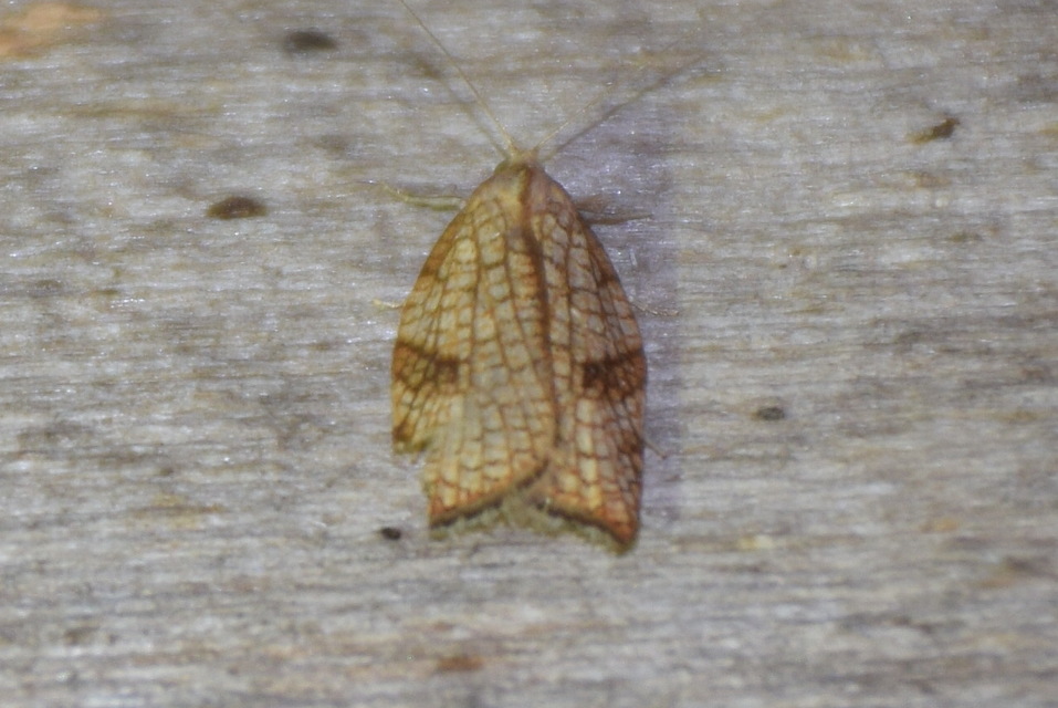 Acleris rhombana - cifra levélmoly