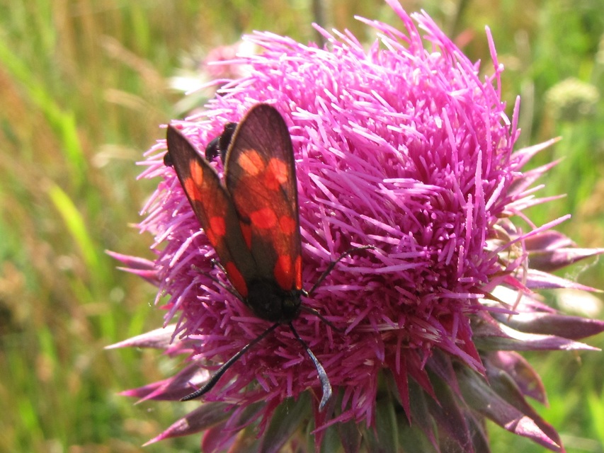 Zygaena filipendulae - acélszínű csüngőlepke