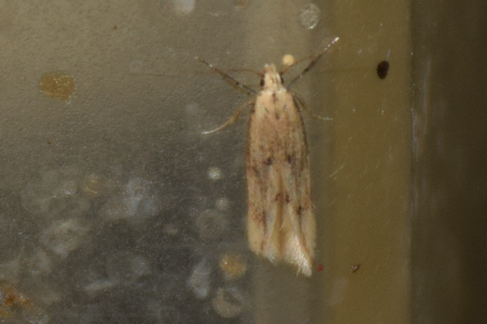 Sitotroga cerealella - mezei gabonamoly