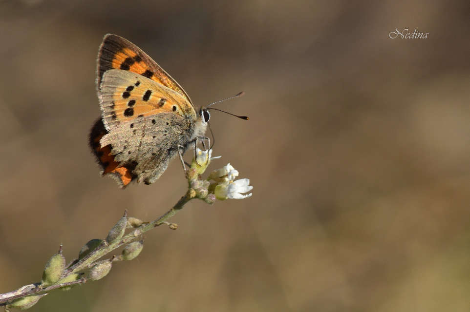 Lycaena phlaeas - közönséges tűzlepke