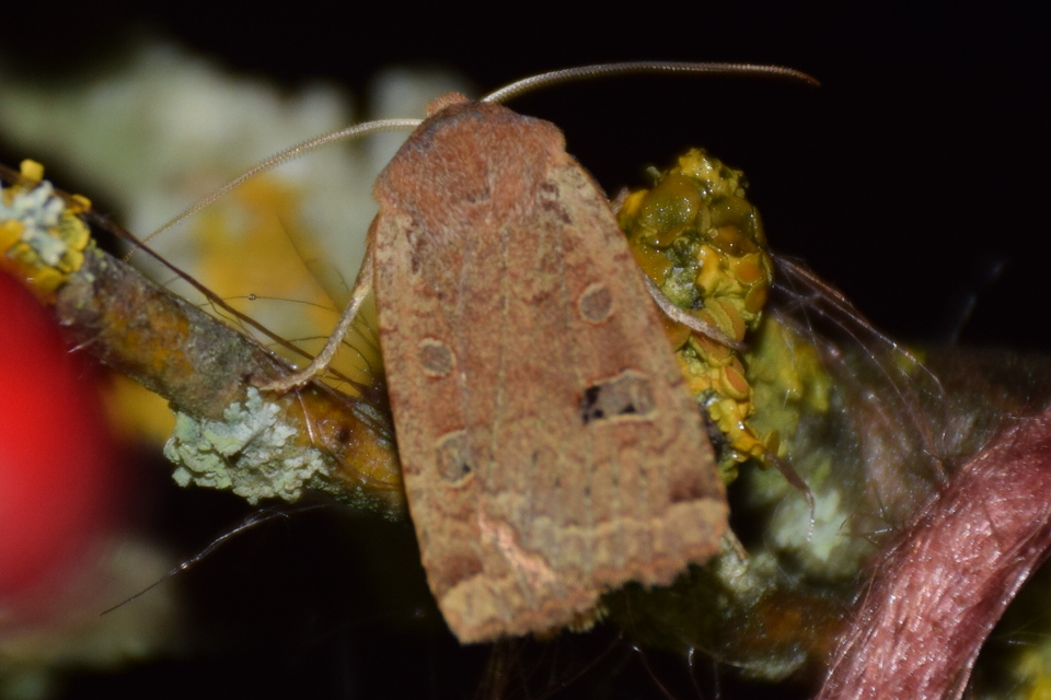 Conistra erythrocephala - vörösfejű őszibagoly