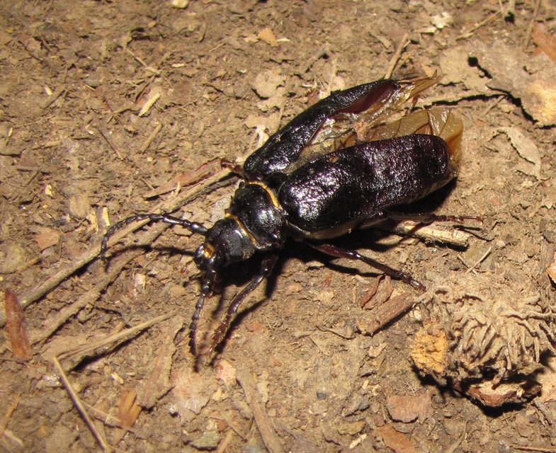 Prionus coriarius - csőszcincér