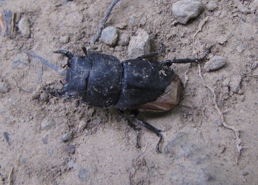 Dorcus parallelipipedus - kis szarvasbogár