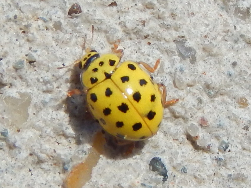 Psyllobora vigintiduopunctata - huszonkétpettyes katica