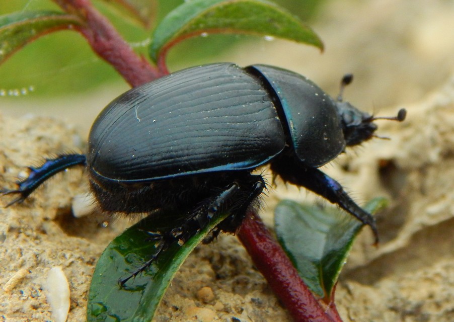 Geotrupes spiniger - közönséges álganéjtúró